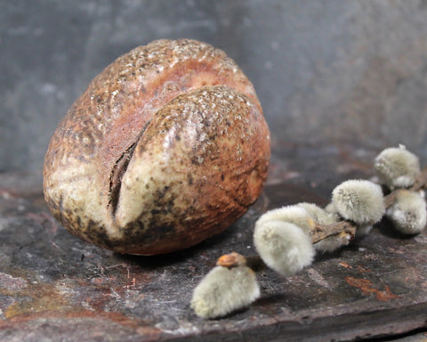 Small Seed Pod Sculpture | Art Sculpture | Bean Shaped Seed Pod | Hand Sculpted
