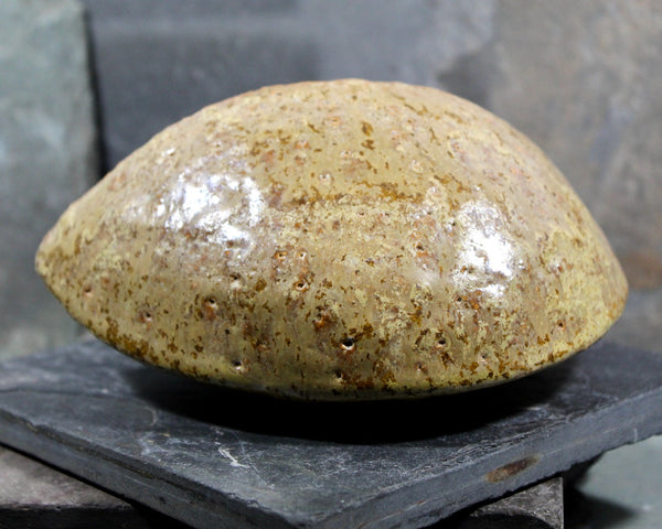 Seed Pod Sculpture | Art Sculpture | Hand Glazed Beige/Brown Seed Pod