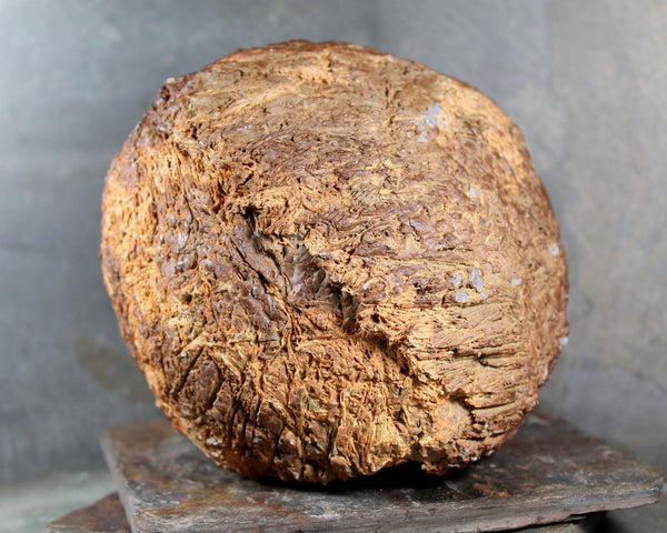 Seed Pod Sculpture | Art Sculpture | Large Hand Crafted Brown Seed Pod