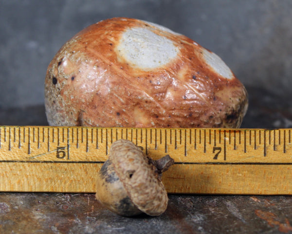 Small Seed Pod Sculpture | Art Sculpture | Bean Shaped Seed Pod | Hand Sculpted