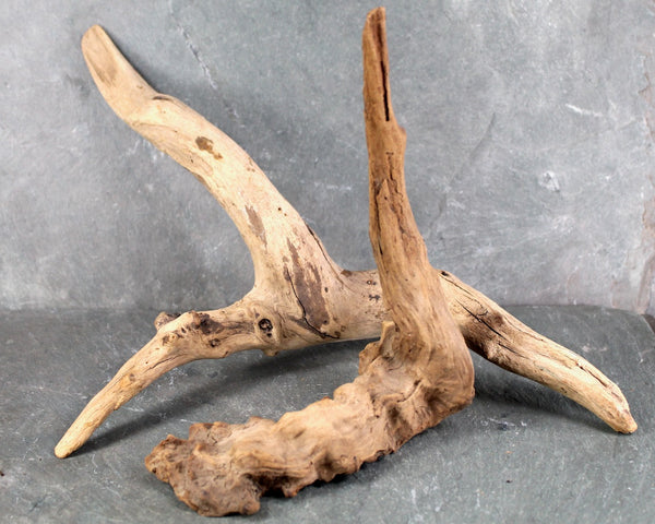 Driftwood Collection - Set of 15 Naturally Aged Driftwood Pieces Ranging from 15" to 3" - For Your Decor or Craft Projects