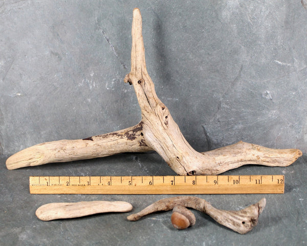 Driftwood Collection - Set of 15 Naturally Aged Driftwood Pieces Ranging from 15" to 3" - For Your Decor or Craft Projects