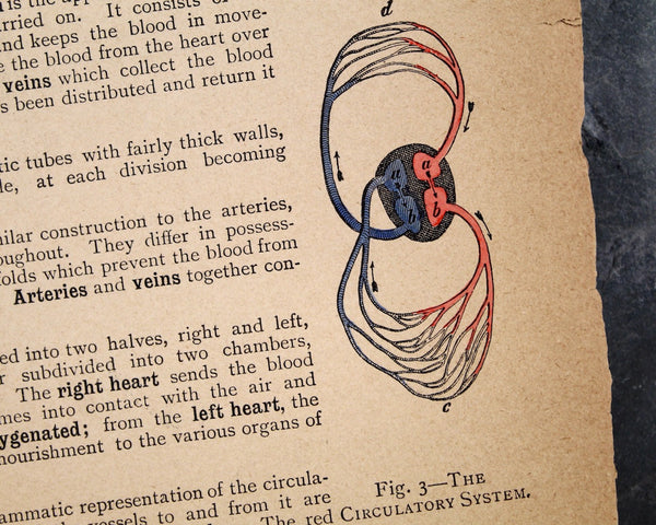 The Human Body by Owen Lancaster, M.R.C.S. | 1892 Antique Anatomy Book | Gorgeous Goth Science Diagrams