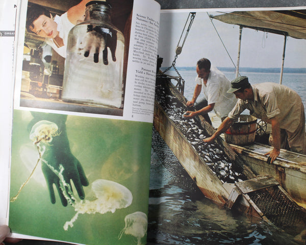 1950s National Geographic Magazines - Set of 13 Issues from 1958 & 1959 | Bixley Shop