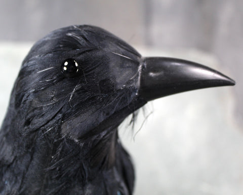 Vintage Halloween Crow | Halloween Decor | Black Raven | Black Crow | Vintage Halloween | Bixley Shop