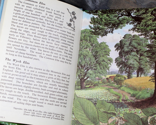 Trees by Brian Lesey-Fitzgerald | 1963 Ladybird Book | Bixley Shop