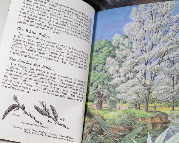 Trees by Brian Lesey-Fitzgerald | 1963 Ladybird Book | Bixley Shop