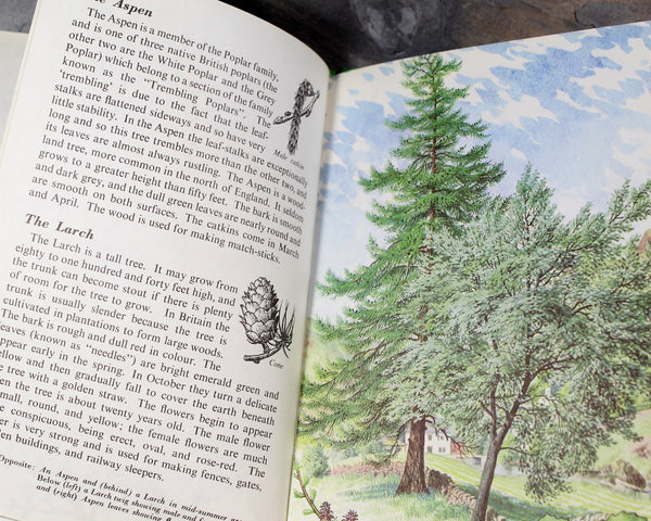 Trees by Brian Lesey-Fitzgerald | 1963 Ladybird Book | Bixley Shop