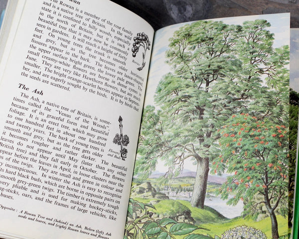 Trees by Brian Lesey-Fitzgerald | 1963 Ladybird Book | Bixley Shop
