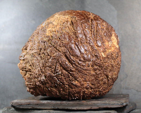 Seed Pod Sculpture | Art Sculpture | Large Hand Crafted Brown Seed Pod