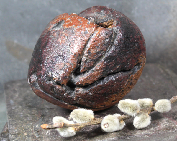 Seed Pod Sculpture | Art Sculpture | Hand Glazed Reddish Brown and Black Seed Pod | Heavy Sculpture 1 Pound