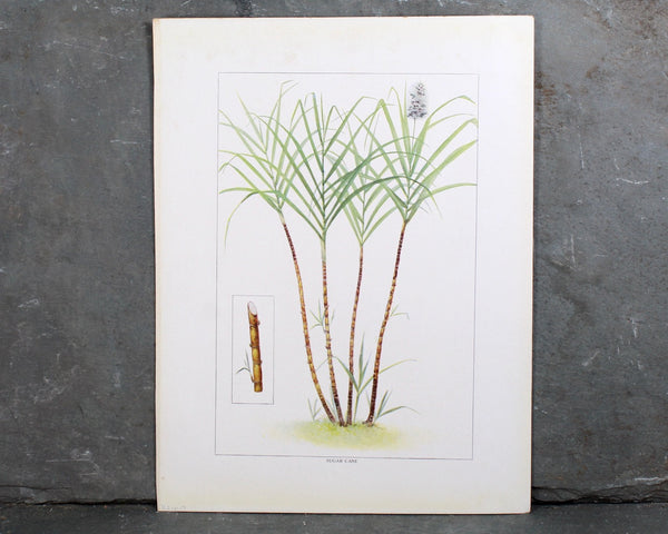 1911 Antique "Grocer's Encyclopedia" Lithograph Page Art | Sold Matted 11x14 UNFRAMED | Stunning Organic Illustration Art